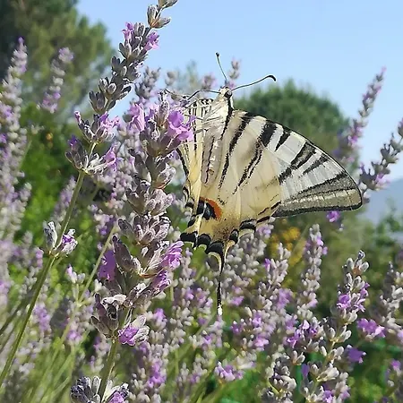 Сasa de vacaciones La Quercia Di Mamie Casa Con Piscina Privata Spoleto