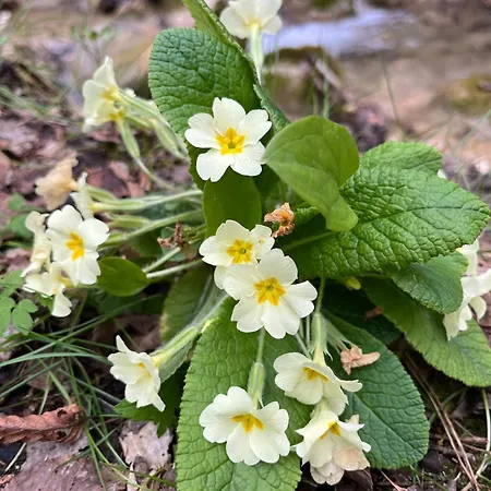 La Quercia Di Mamie Casa Con Piscina Privata