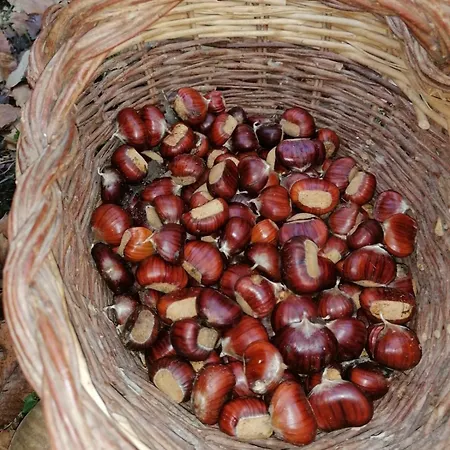 La Quercia Di Mamie Casa Con Piscina Privata * Spoleto