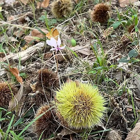 La Quercia Di Mamie Casa Con Piscina Privata *