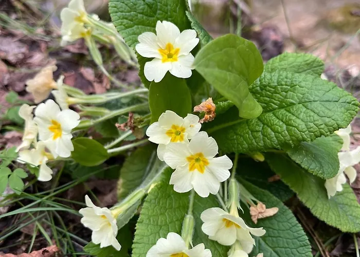 La Quercia Di Mamie Casa Con Piscina Privata