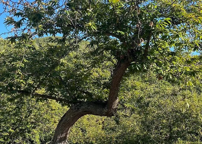 Casa de Férias La Quercia Di Mamie Casa Con Piscina Privata *