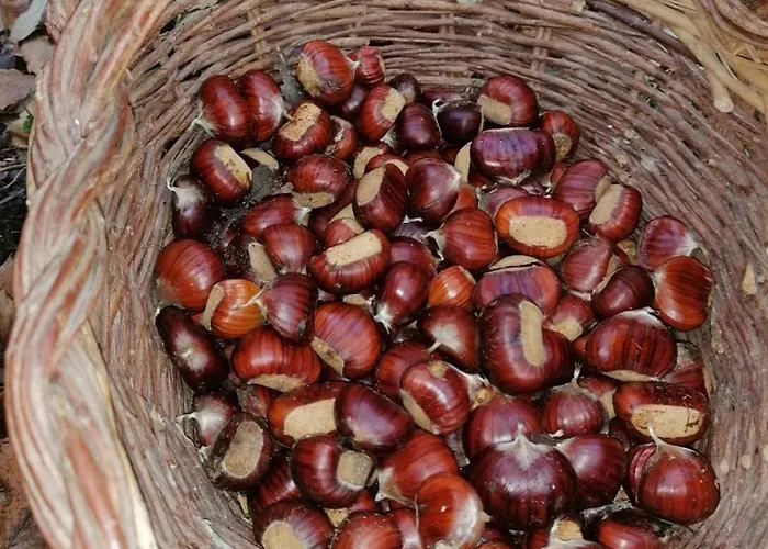 La Quercia Di Mamie Casa Con Piscina Privata * Spoleto