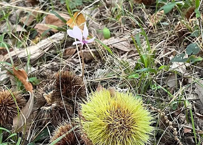 La Quercia Di Mamie Casa Con Piscina Privata *